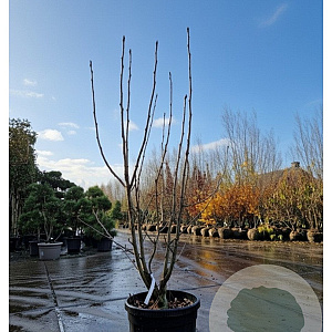 Sorbus 'Dodong' 175-200 cm 45L meerstammig solitair