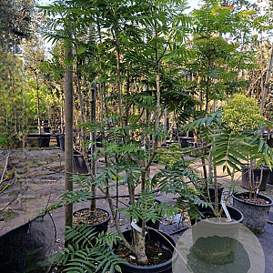 Sorbus 'Dodong' 175-200 cm 45L meerstammig solitair