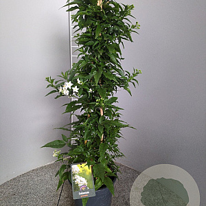 Solanum jasminoides 60-80 cm 4,5L piramide