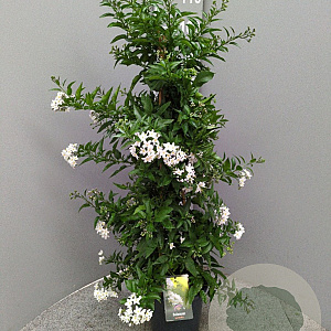 Solanum jasminoides 60-80 cm 4,5L piramide