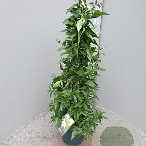 Solanum jasminoides 60-80 cm 4,5L piramide