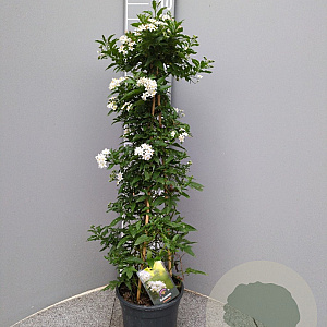Solanum jasminoides 60-80 cm 4,5L piramide