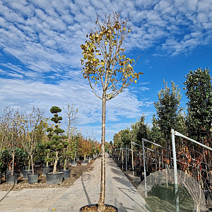 Syringa reticulata 'Ivory Silk' 230 cm stam container meerstammig dakvorm
