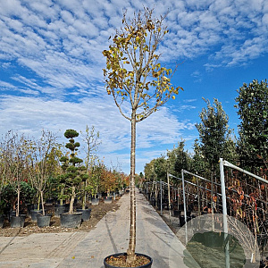 Syringa reticulata 'Ivory Silk' 230 cm stam container meerstammig dakvorm