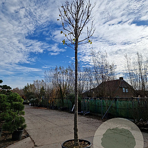 Syringa reticulata 'Ivory Silk' 260 cm stam container 25-30