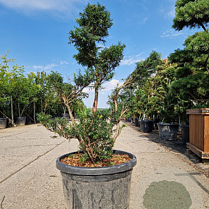 Taxus baccata 100-120 cm 45L bonsai