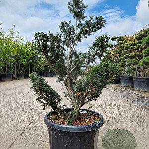 Taxus baccata 120-140 cm 45L bonsai