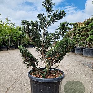Taxus baccata 120-140 cm 45L bonsai