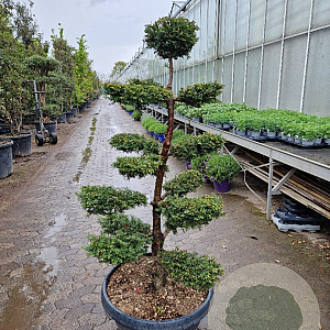 Taxus baccata 140-160 cm container bonsai schaalvorm