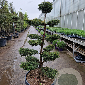 Taxus baccata 140-160 cm container bonsai schaalvorm