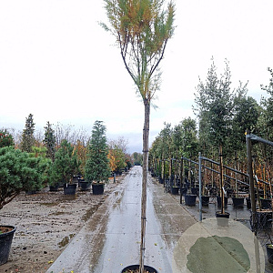 Tamarix ramosissima 200 cm stam 35L 12-14