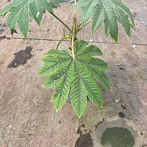 Tetrapanax papyrifer 'Rex' GM C3