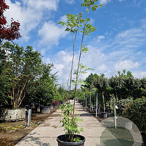 Toona sinensis 'Flamingo' 300-350 cm cont. 95L meerstammig