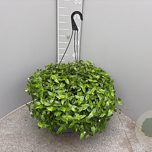 Tradescantia fluminensis GM C6L
