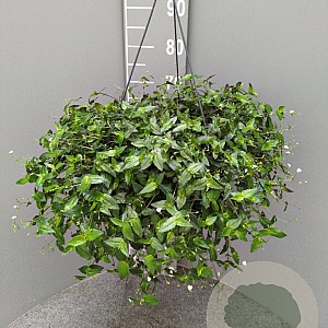 Tradescantia fluminensis GM C6L