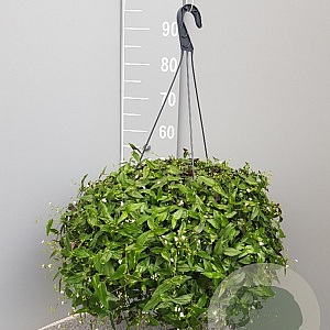 Tradescantia fluminensis GM C6L