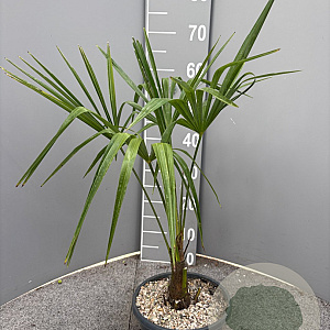 Trachycarpus fortunei 40-50 cm 2,5L