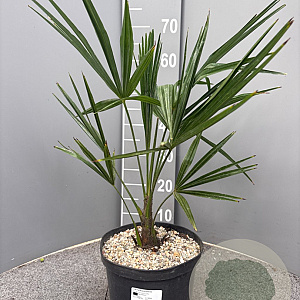 Trachycarpus fortunei 50-60 cm 5,0L