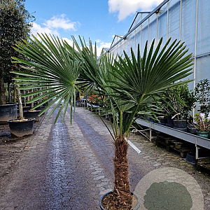 Trachycarpus fortunei 50 cm stam container