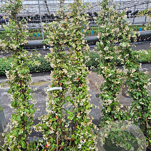 Trachelospermum jasminoides 175-200 cm 7,5L