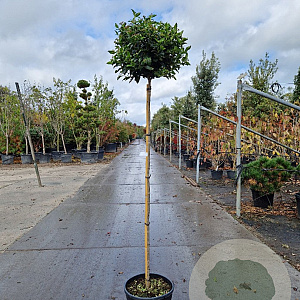 Viburnum tin. 'Eve Price' 140 cm stam container bol 50-60