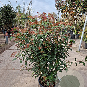 Viburnum tin. 'Eve Price' 80-100 cm 18L struik