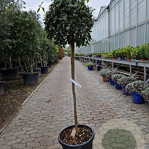 Viburnum tin. 'Eve Price' 90 cm stam 30L