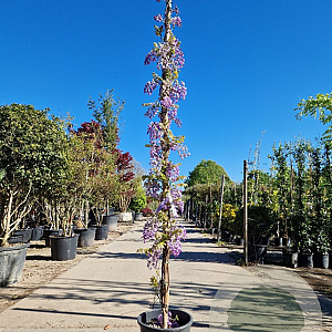 Wisteria brach. 'Okayama' 350-400 cm 25L
