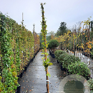 Wisteria floribunda 200-250 cm 10L