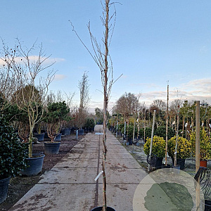 Wisteria flor. 'Shiro-noda' 350-400 cm 25L