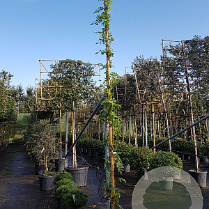 Wisteria flor. 'Shiro-noda' 350-400 cm 30L