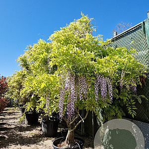 Wisteria sinensis 200-250 cm cont. 150L stam