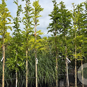 Wisteria sinensis 275-300 cm cont. 70L struik