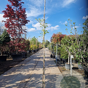 Wisteria sinensis 275-300 cm cont. 70L struik