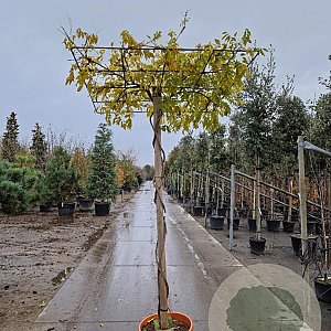 Wisteria sinensis 'Prolific' 200 cm stam container dakvorm