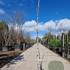 Wisteria sinensis 'Prolific' 250-300 cm cont. 95L