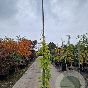 Wisteria sinensis 'Prolific' 350-400 cm 25L