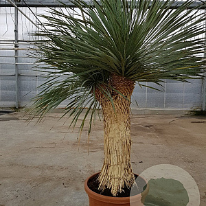 Yucca rostrata 150-160 cm container vertakt