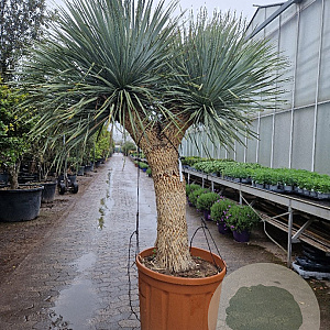 Yucca rostrata 190-200 cm container vertakt extra
