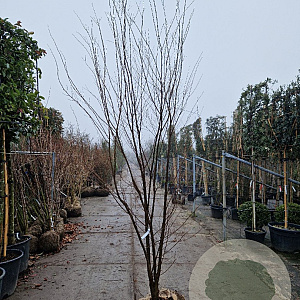 Zelkova serrata 250-300 cm container meerstammig