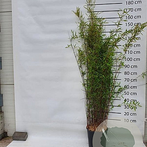 Fargesia nitida 'Black Pearl' 150-175 cm 15L