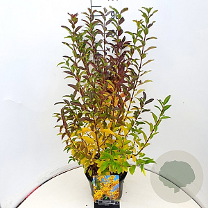 Forsythia int. 'Spectabilis' 80-100 cm 10L
