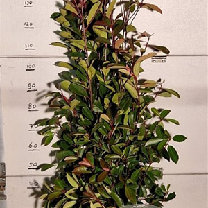 Photinia fraseri 'Red Robin' 150-175 cm met kluit