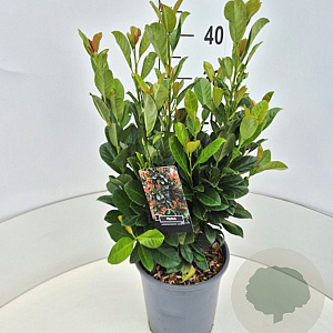 Prunus l. Bonaparte 40-50 cm 6,5L