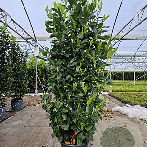 Prunus I. 'Rotundifolia' 175-200 cm 20L