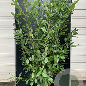 Prunus I. 'Rotundifolia' 175-200 cm 20L