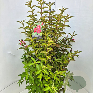Weigela 'Bristol Ruby' 80-100 cm 10L