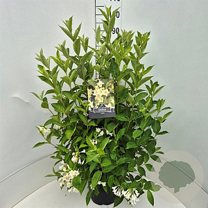 Weigela 'Candida' 80-100 cm 10L