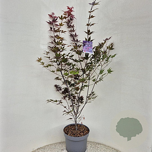 Acer pal. 'Atropurpureum' 125-150 cm 10L