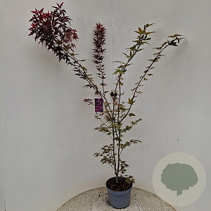 Acer pal. 'Atropurpureum' 140-160 cm 10L
